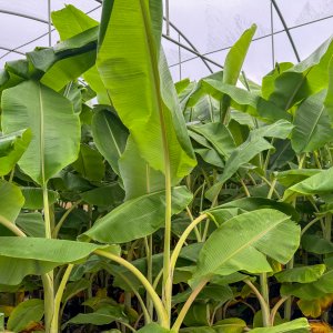 Musa Basjoo (Banánovník japonský) - kont. C30L, výška 175-200 cm (-20°C)